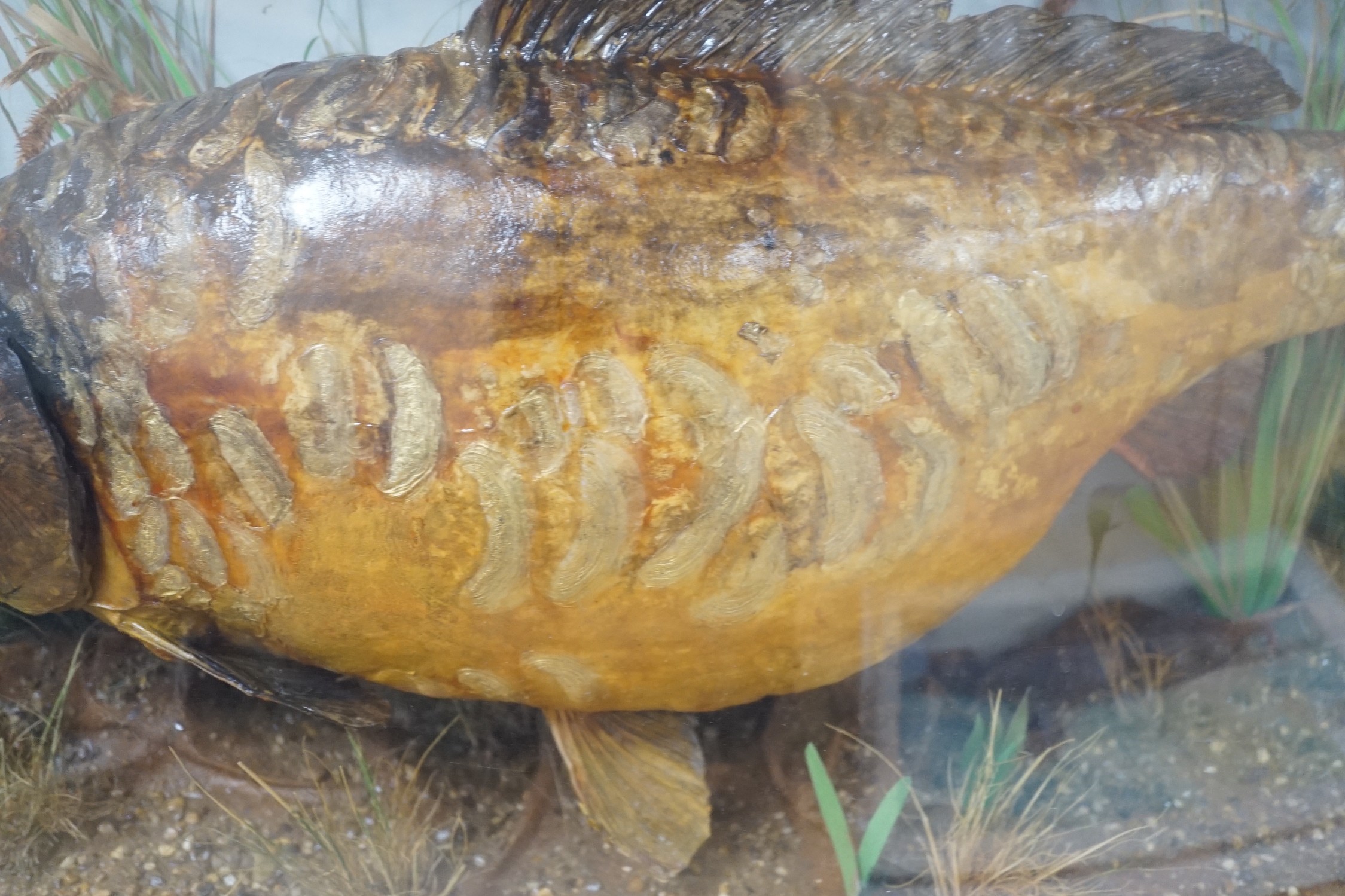 A Taxidermic mirror carp, 22lb 12oz, bow front glazed case, bears date, Length 87cm